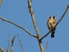 stillits-2