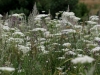 blomstereng-web