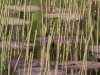dam-roer