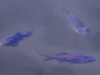 fiskweb