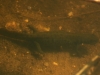 salamander