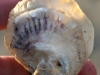 oesters2