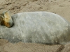 strandhund-w