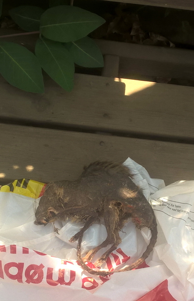 Rotte-mumiet her fandt Knud Mose bag køkkenskabet.